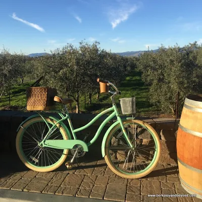 olive groves at Chacewater Winery and Olive Mill in Kelseyville, California