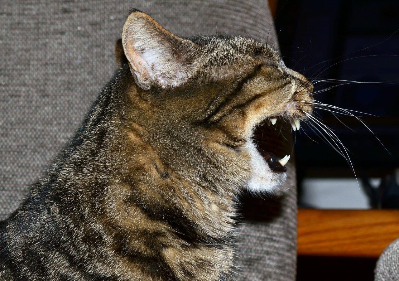 Daklozen kat verzorging kat geluiden kunnen worden wat