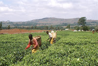 Malawi-récolte thé 2