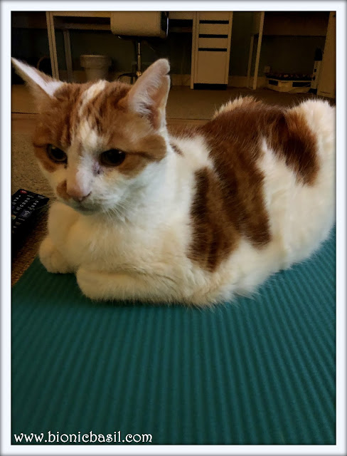 ginger and white cat doing yoga, yoga with cats, amber, gineger and white tabby