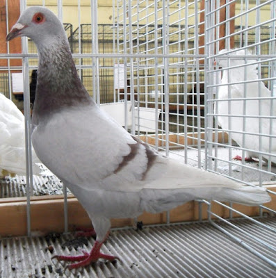 gier utility pigeons