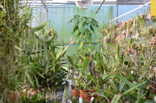 , Visita alle serre di Giulio Celandroni, diarid'orchidee