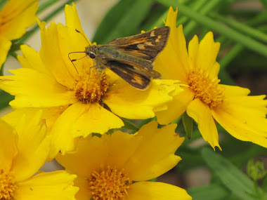 Yellow Flowers with Skipper