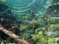 Caragua Wreck, San Cristobal, Galapagos