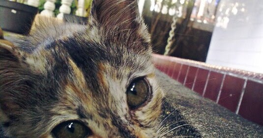8 Cara Mengobati Kucing Keracunan Secara Alami Ampuh Hobinatang