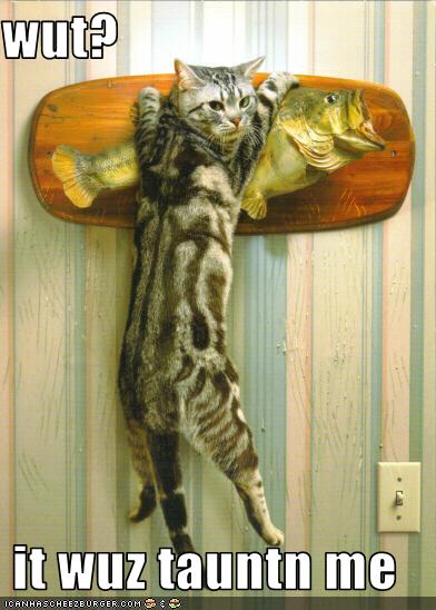 funny-pictures-fake-fish-was-taunting-cat.jpg