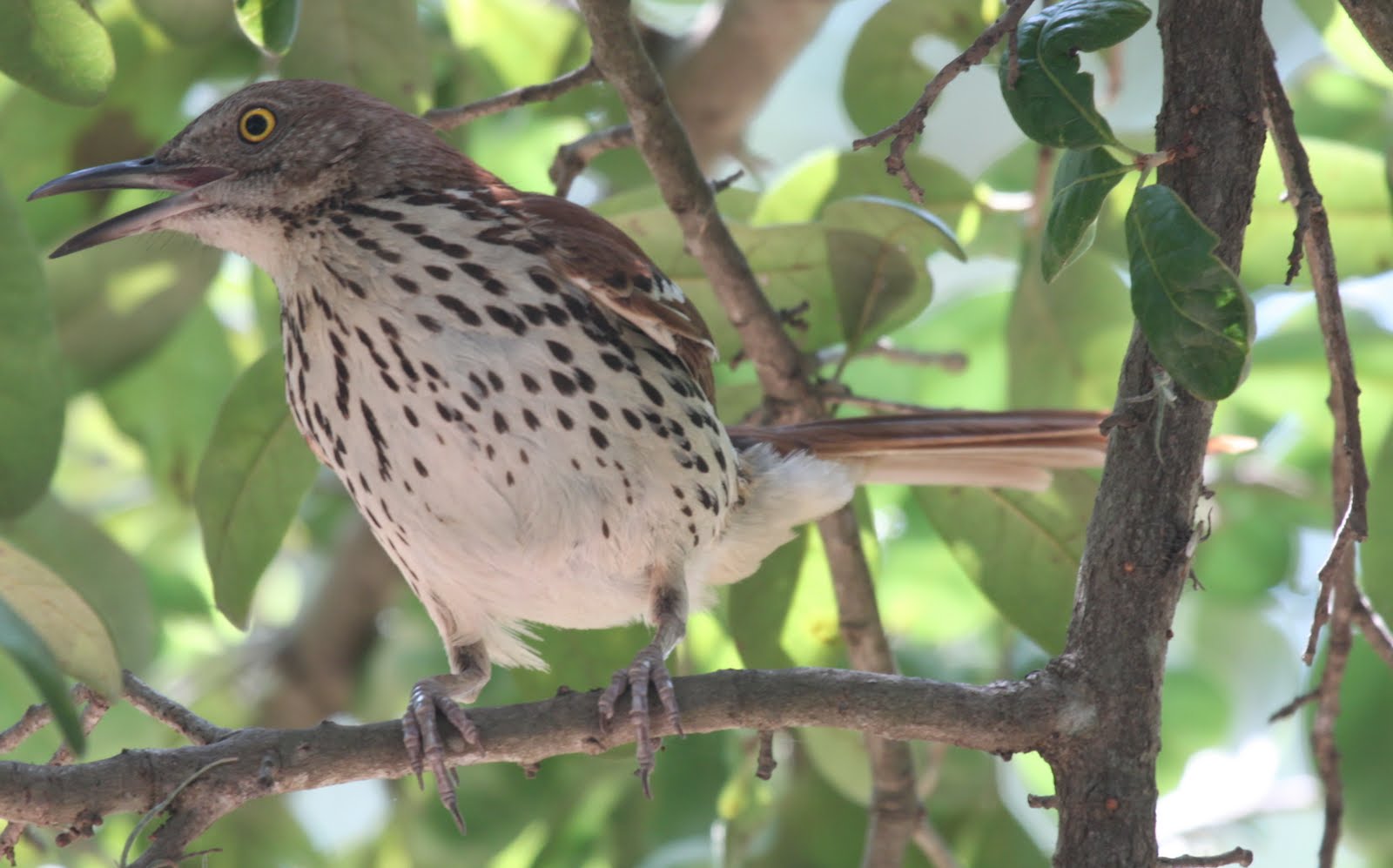 Bird Haiku: Brown Thrasher