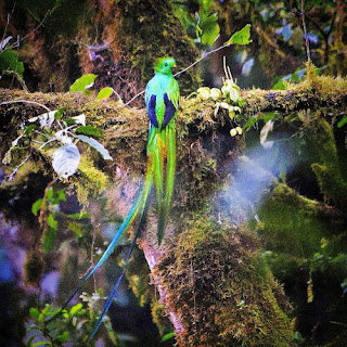 El Quetzal. El Triunfo de los Sueños. Diario de un Observador Los quetzales, como los ruiseñores, sólo aceptan vivir en libertad y se mueren cuando los enjaulan. ¿Cómo podría un quetzal, después de haber conocido la libertad, vivir encerrado en una jaula de metal?
