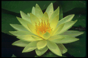Lotus+yellow.gif
