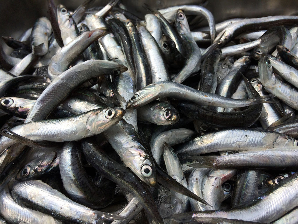 鮨と魚料理の保広ブログ 広島の小イワシ解禁