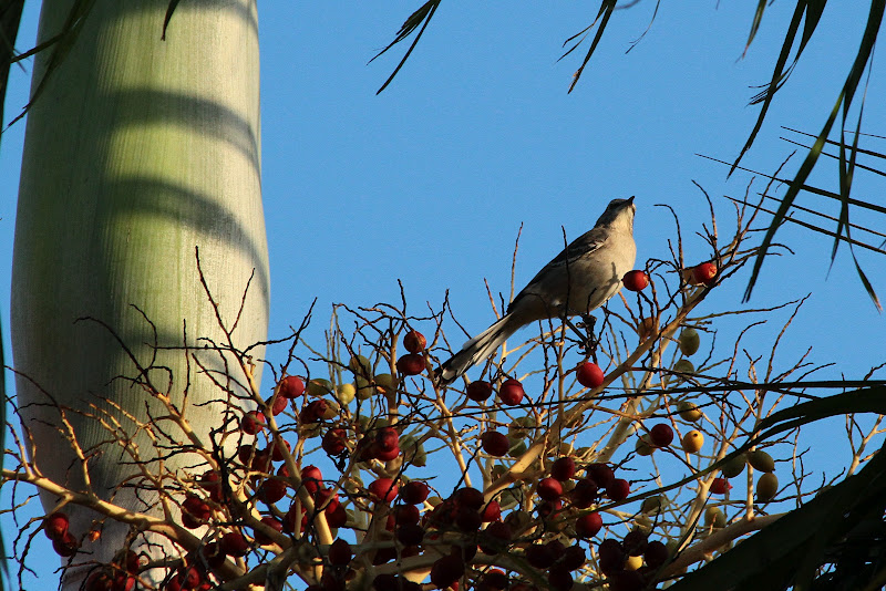 Nuestro bello mundo…: Birds of Florida, Aves de Florida, Estados