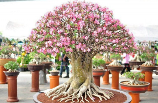7000 Gambar Bunga Adenium Paling Baru 7000 Gambar Bunga Adenium Paling Baru