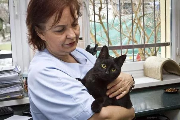This Compassionate And Loving Black Cat Is Looking After The Patients At Animal Shelter In Poland