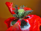 Papaver Rhoeas