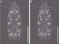 http://sciencythoughts.blogspot.co.uk/2015/06/quisarctus-yasumurai-new-species-of.html