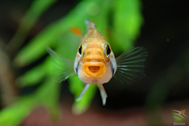 Apistogramma sp. Juruá Emearald / Rio Jurua