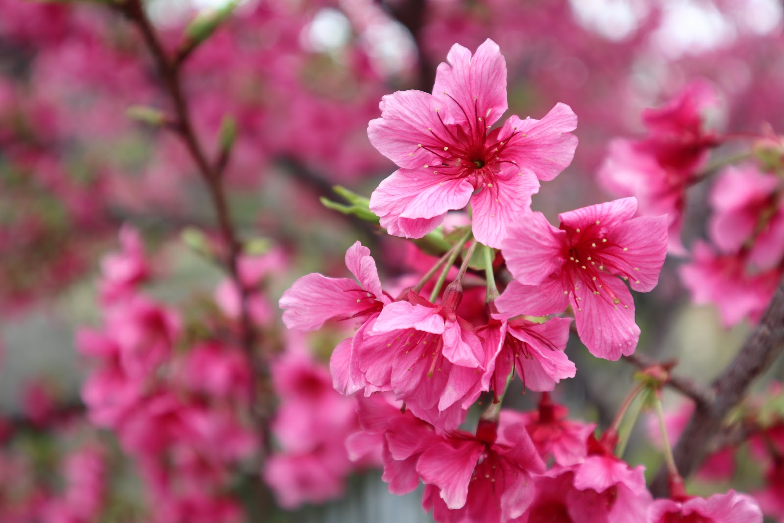 Cherry Blossoms in Okinawa