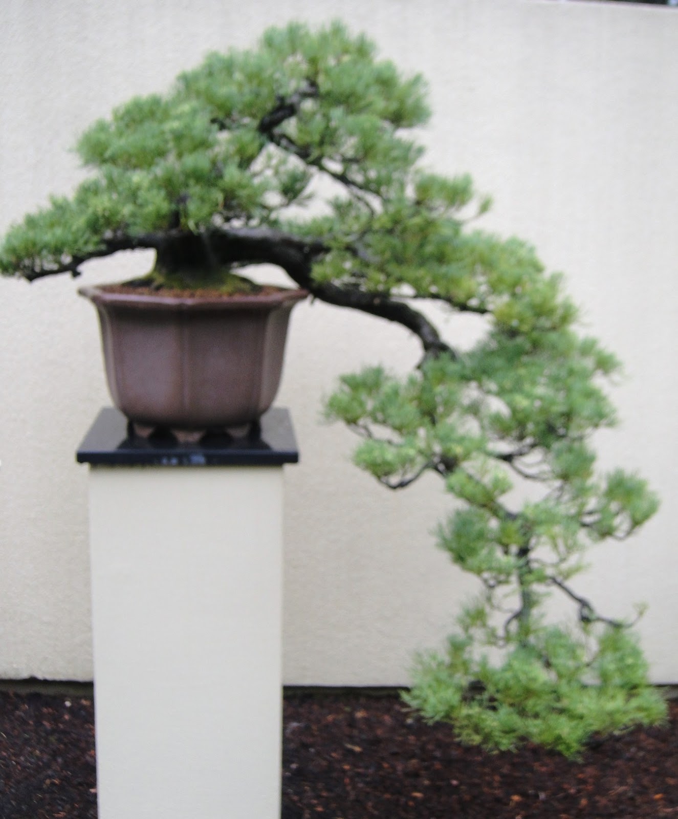 GardenEnvy Bonsai In Seattle Small Trees, Big Impact