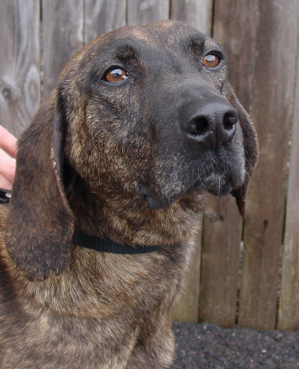 Extreme Dog Breeds