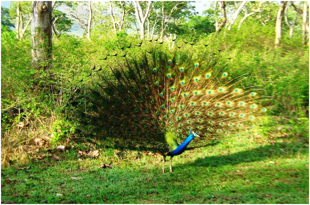 Image result for kanyakumari wildlife sanctuary