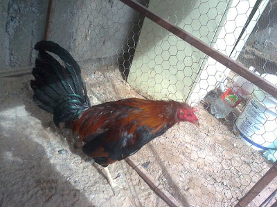 gallo descrestado