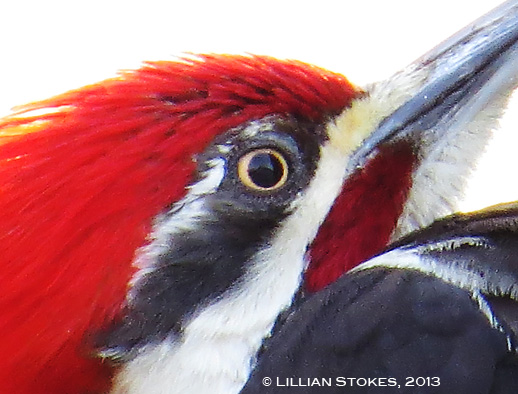 STOKES BIRDING BLOG: Pileated Woodpecker Wow Factor!