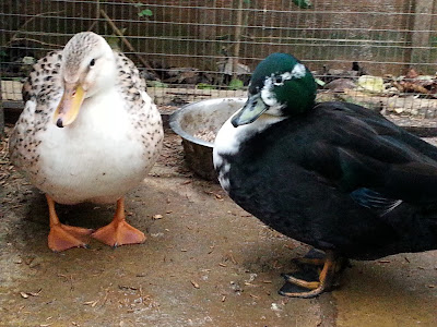 Scoot And Carue The Miniature Silver Appleyard And Call Duck.