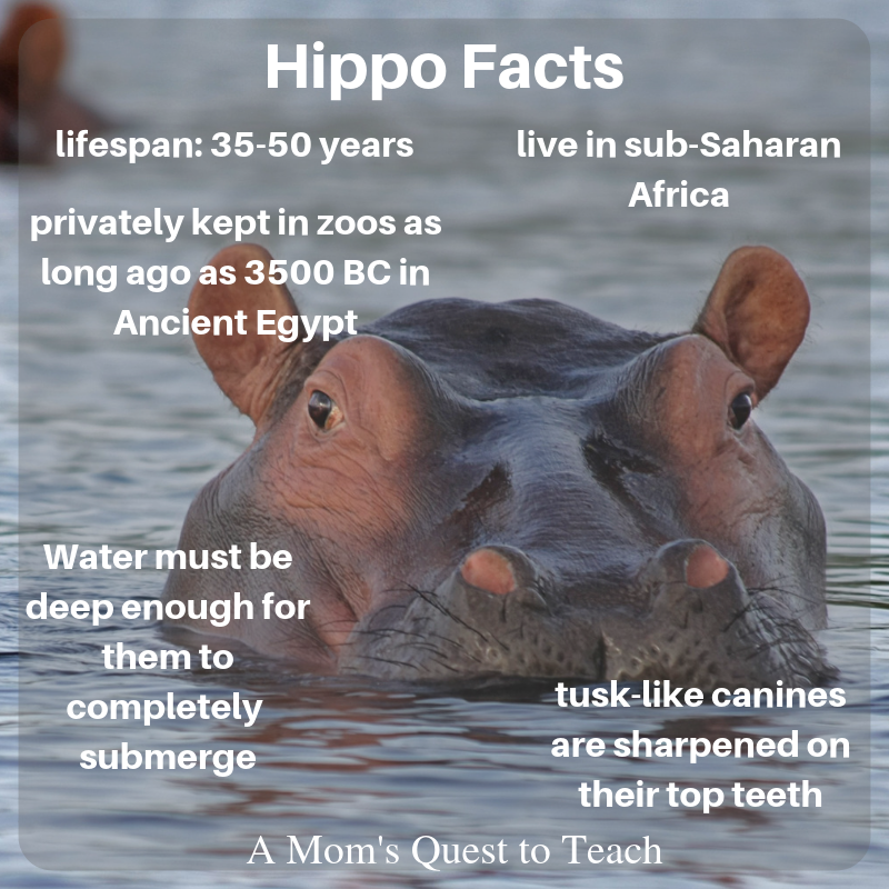 A Mom s Quest To Teach Learning About The Alphabet H Is For Hippo A Mom s Quest To Teach Learning About The Alphabet H Is For Hippo