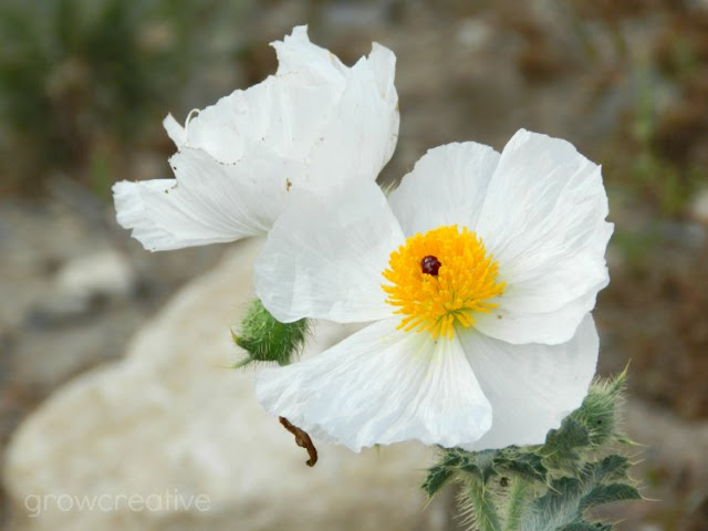 White Wild Flower: growcreativeblog