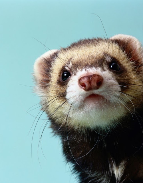 39 Fakta Menarik Tentang Musang Untuk Menambah Wawasan 39 Fakta Menarik Tentang Musang Untuk Menambah Wawasan