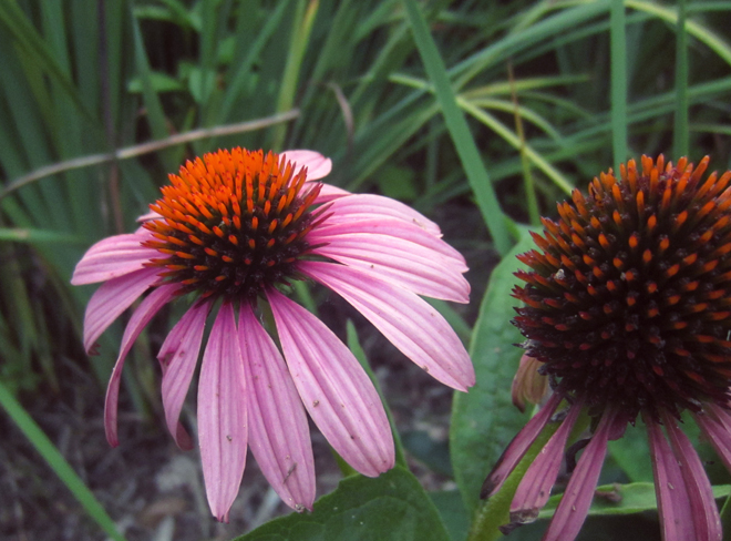 Purple Coneflowers Purple Coneflowers