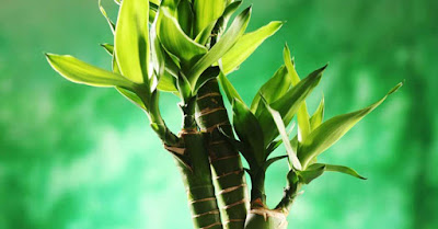 Buy Lucky Bamboo Plants Online In Delhi NCR