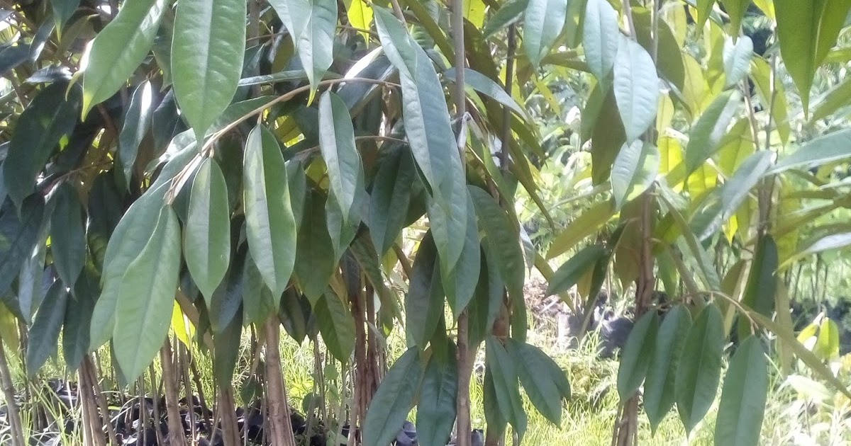 persiapan sebelum menanam