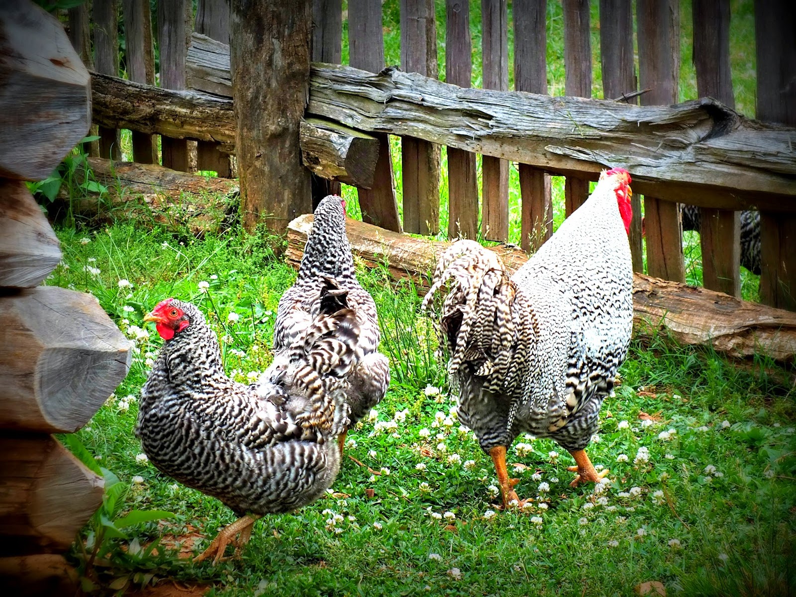 Around Roanoke, VA (A Daily Photo Blog): Farm Animals Behind Good Fences