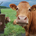 Countless Americans Believe That Brown Cows Produce Chocolate Milk