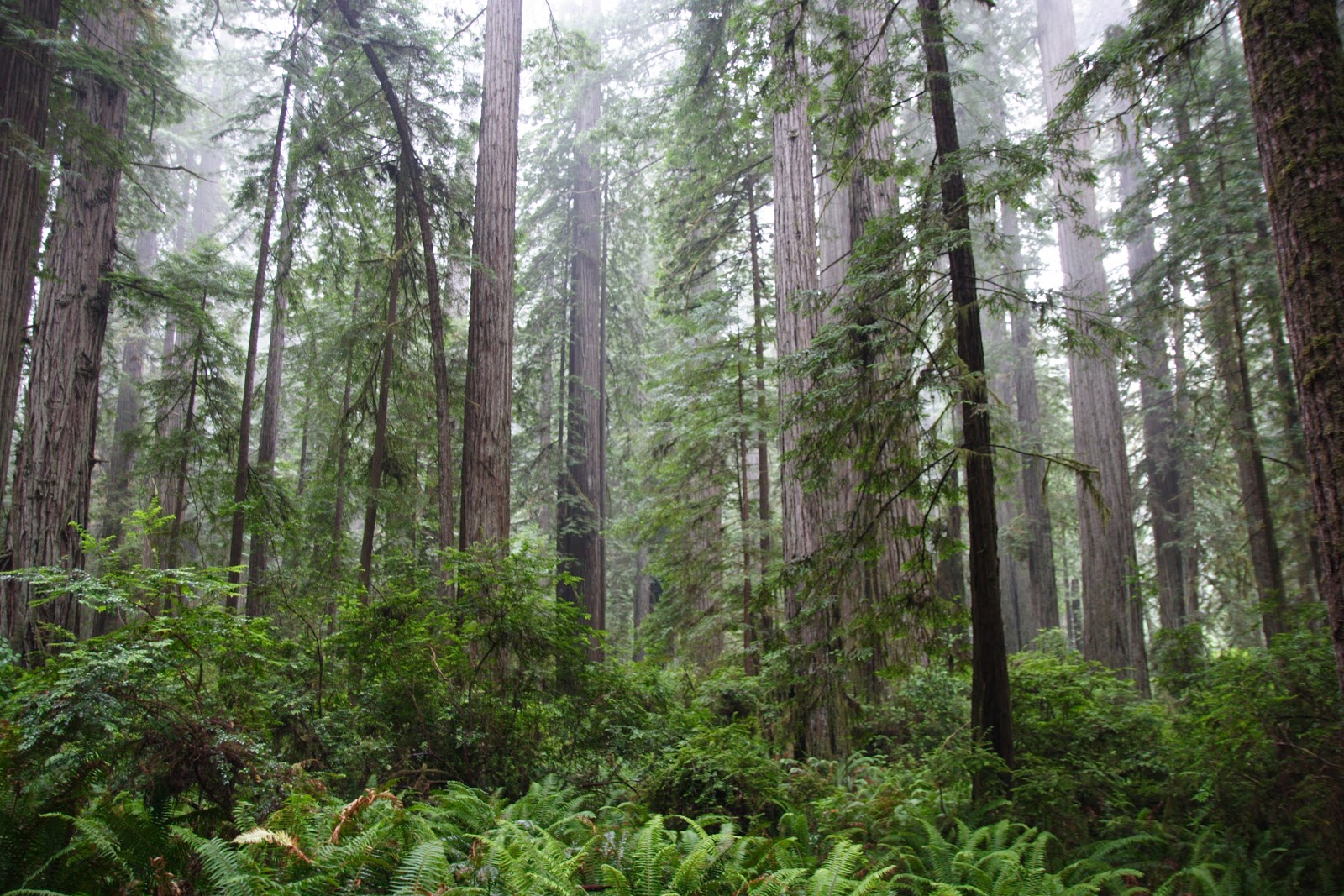 ארה"ב 2015 : Lake Tahoe and Redwoods national Park