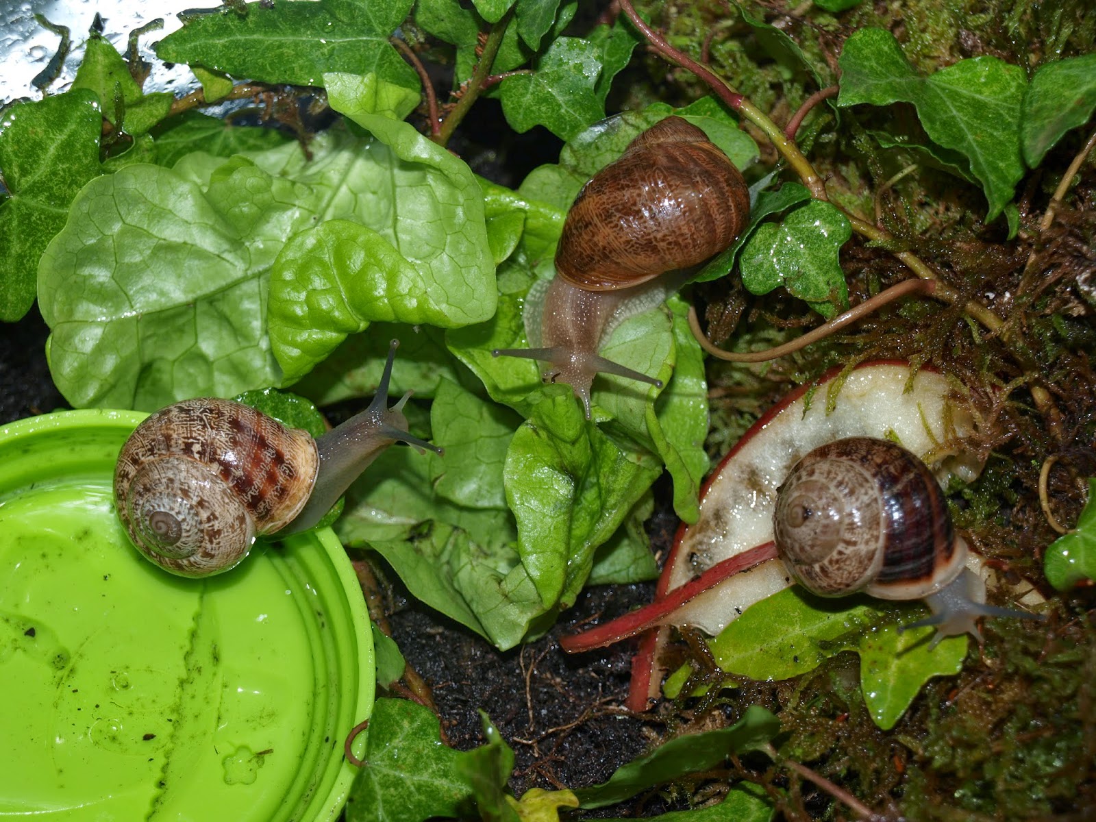 Pourquoi Les Escargots Montent Sur Les Murs L'école à la maison dans notre quotidien: Elevage d'escargots
