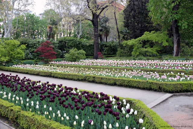 Real Jardín Botánico, Madrid