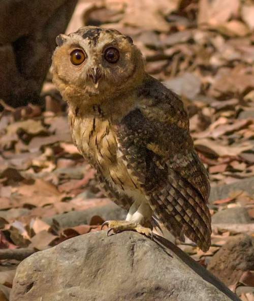 Indian scops owl - Otus bakkamoena