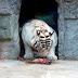 Sickening North Korean zoo where neglected tiger tragically tries to revive stillborn cub as children cheer (6 Pics)