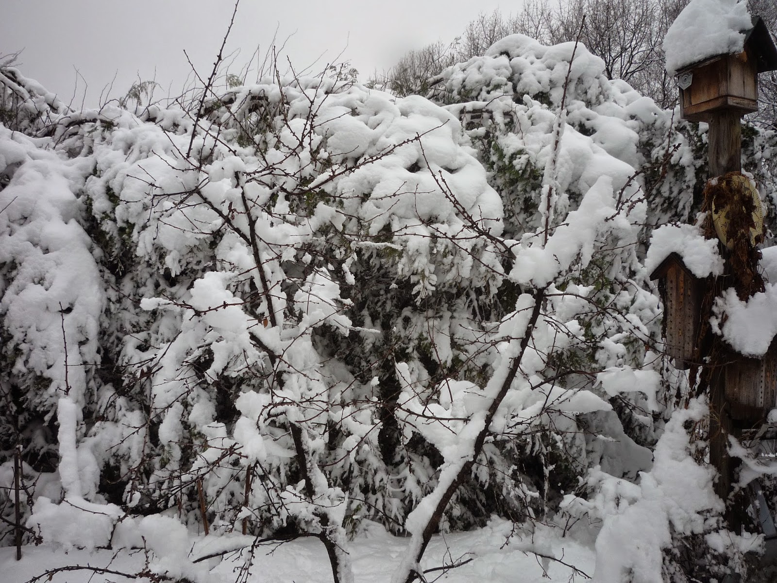 Weather in Vermont Dec 2014 Snowstorm South Burlington, Vermont Photos and commentary.