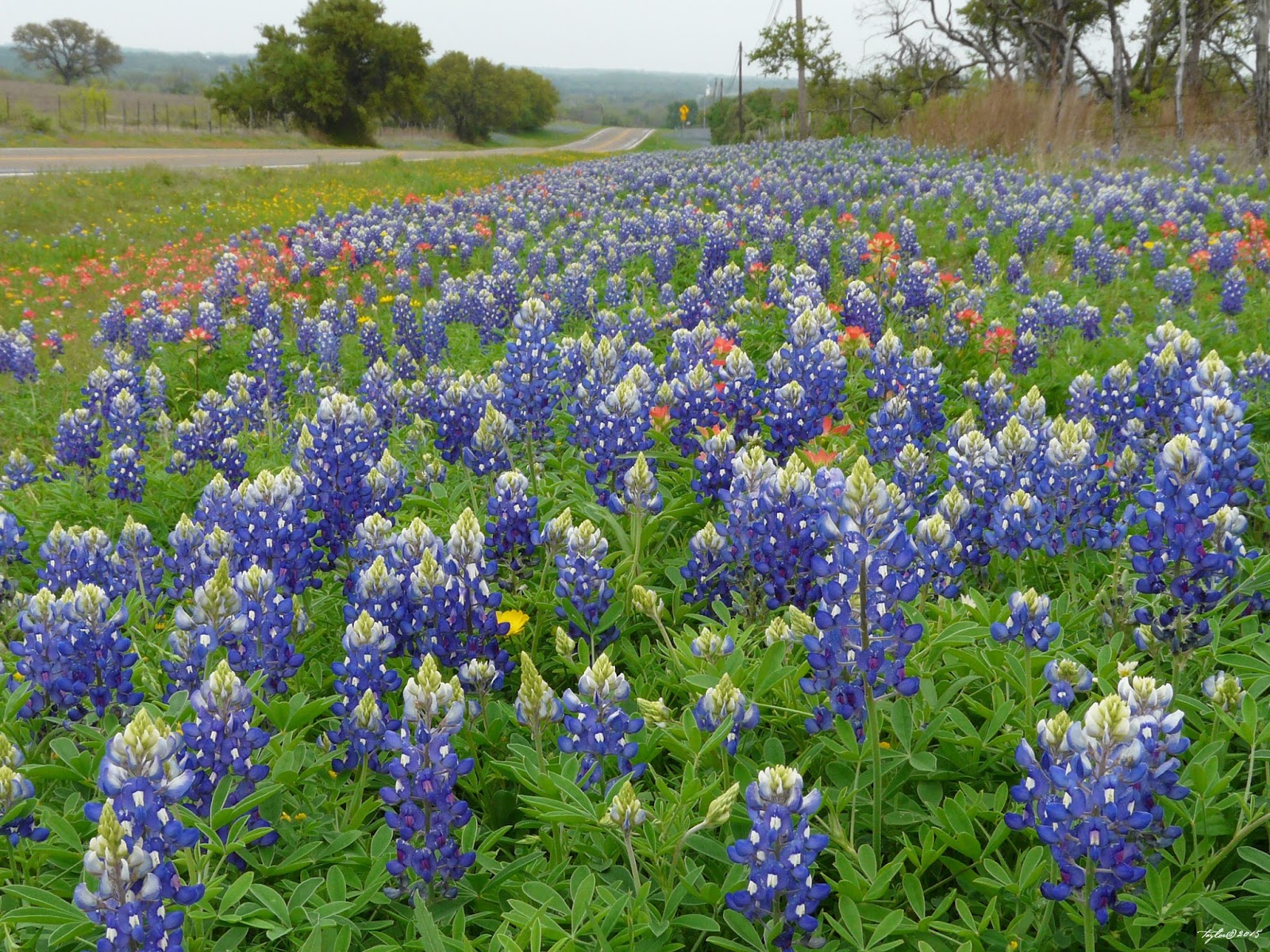 Fredericksburg Texas Culture Blog I'll be in TEXAS when the