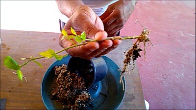 Jasmine Propagation: How to Grow Arabian Jasmine from Cuttings