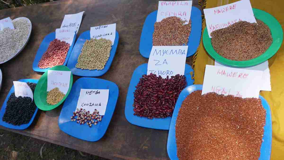 Power of Native seeds