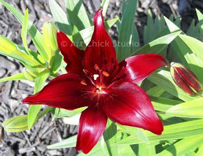 Red Lily Photo 1