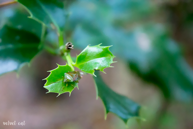 paseando bosque fotografía
