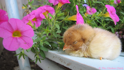 Blue Laced Red Wyandotte male Blue Laced Red Wyandotte male