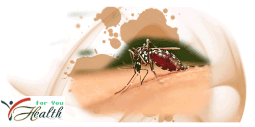 Understanding Malaria Malaria