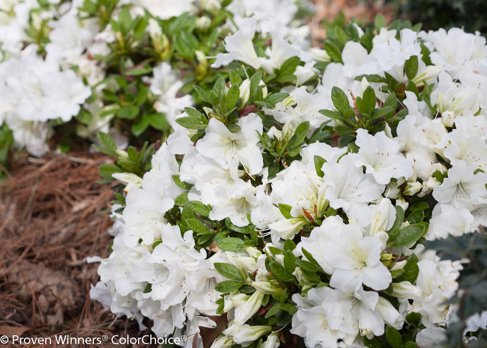 Proven Winners® ColorChoice® Plant of the Week 20
