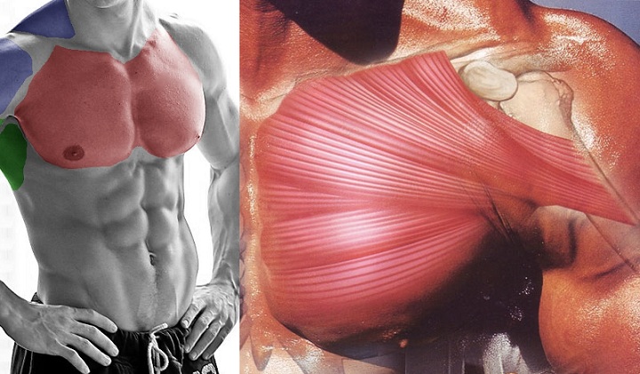 6 Insider Tips to Boost Your Chest Muscles for Big Gains